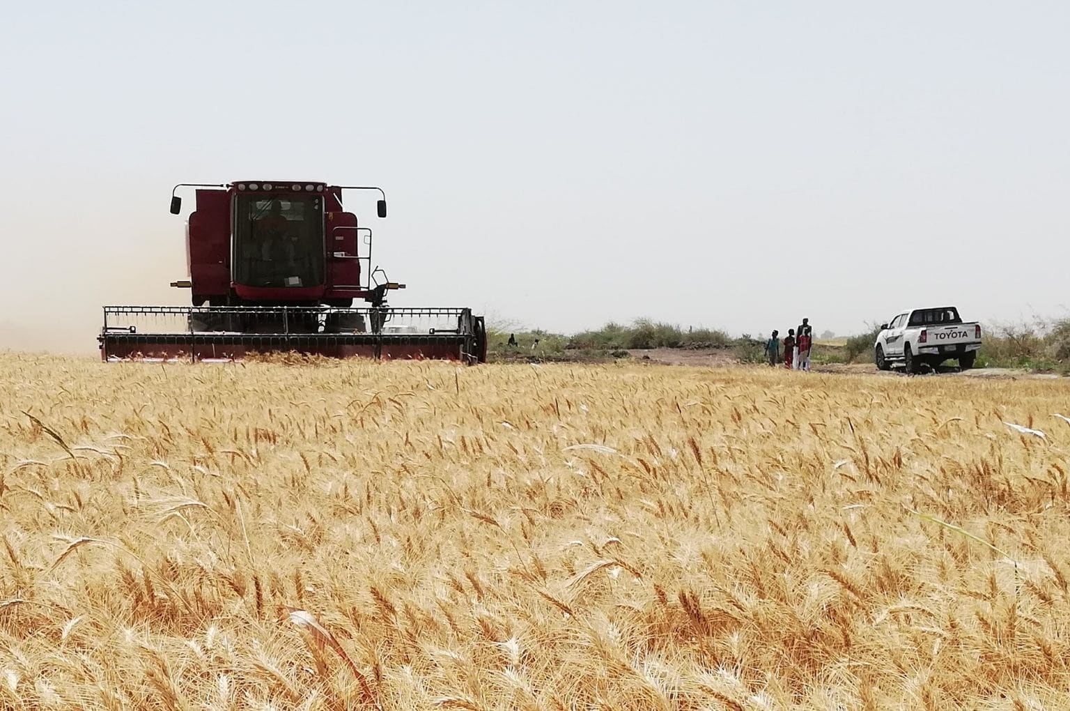 Showtime for Case IH Axial Flow harvester in Sudan